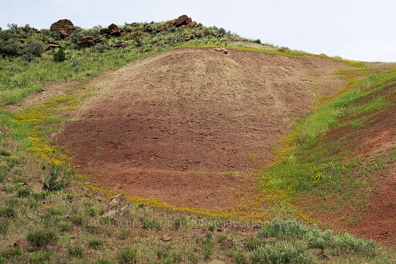 wildflower-bordered clay hills [Highway 19, John Day Fossil Beds National Monument, Grant County, Oregon]