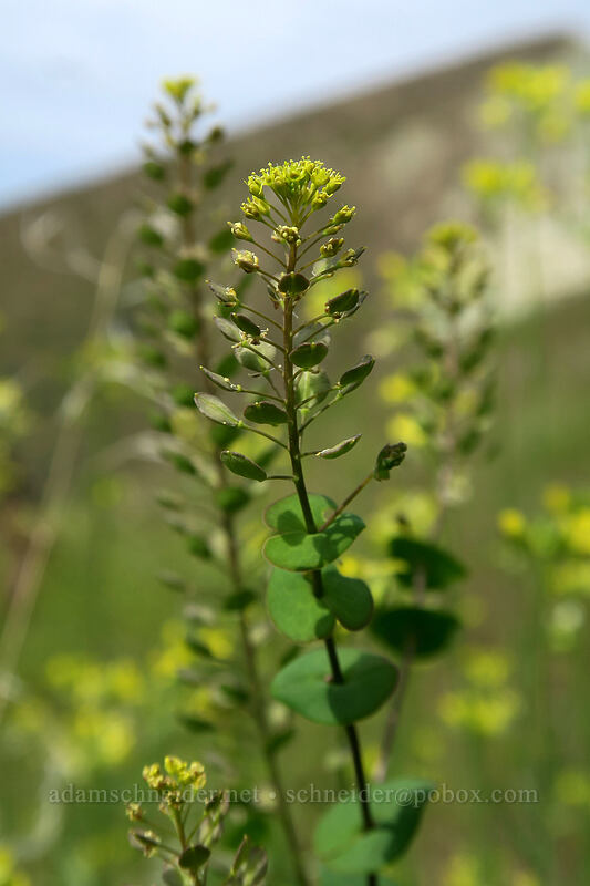 round-leaved pepperweed (Lepidium perfoliatum) [Blue Basin Trail, John Day Fossil Beds National Monument, Grant County, Oregon]