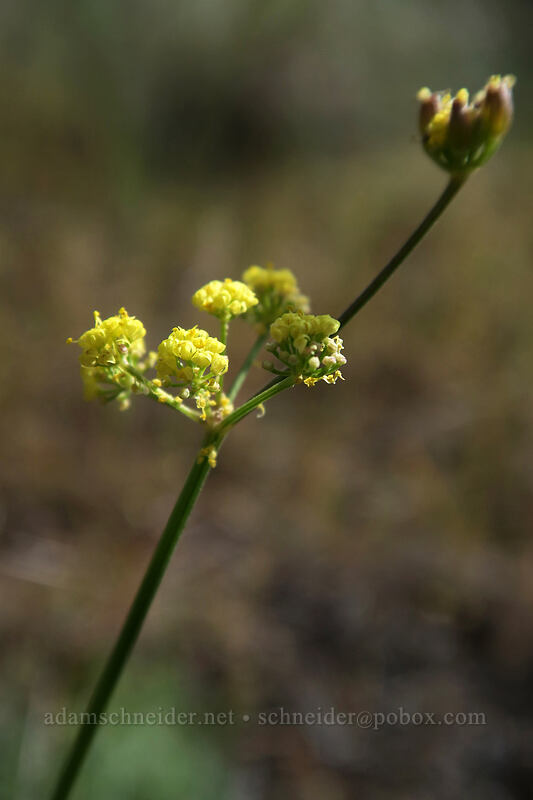 nine-leaf desert parsley (Lomatium triternatum) [Blue Basin Trail, John Day Fossil Beds National Monument, Grant County, Oregon]