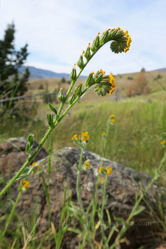fiddleneck (Amsinckia menziesii) [Blue Basin Trail, John Day Fossil Beds National Monument, Grant County, Oregon]