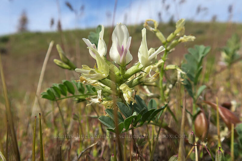 broad-leaf milk-vetch (Astragalus lentiginosus var. chartaceus) [Blue Basin Trail, John Day Fossil Beds National Monument, Grant County, Oregon]