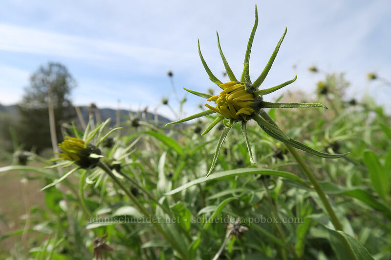 Cusick's sunflower, budding (Helianthus cusickii) [Blue Basin Trail, John Day Fossil Beds National Monument, Grant County, Oregon]