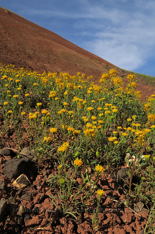 John Day pincushion & golden bee plant (Chaenactis nevii, Peritoma platycarpa (Cleome platycarpa) (Cleomella platycarpa)) [Sutton Mountain WSA, Wheeler County, Oregon]