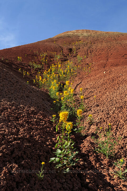 golden bee plant & red clay (Peritoma platycarpa (Cleome platycarpa) (Cleomella platycarpa)) [Sutton Mountain WSA, Wheeler County, Oregon]