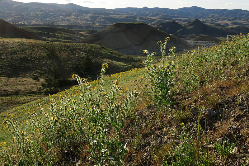 fiddleneck (Amsinckia sp.) [Painted Hills Overlook Trail, John Day Fossil Beds National Monument, Wheeler County, Oregon]