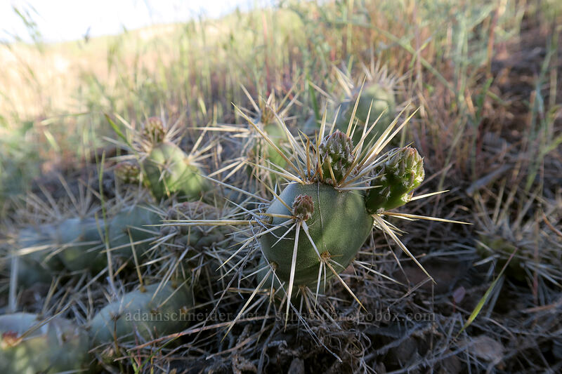 brittle prickly-pear cactus (Opuntia fragilis) [Painted Hills Overlook Trail, John Day Fossil Beds National Monument, Wheeler County, Oregon]