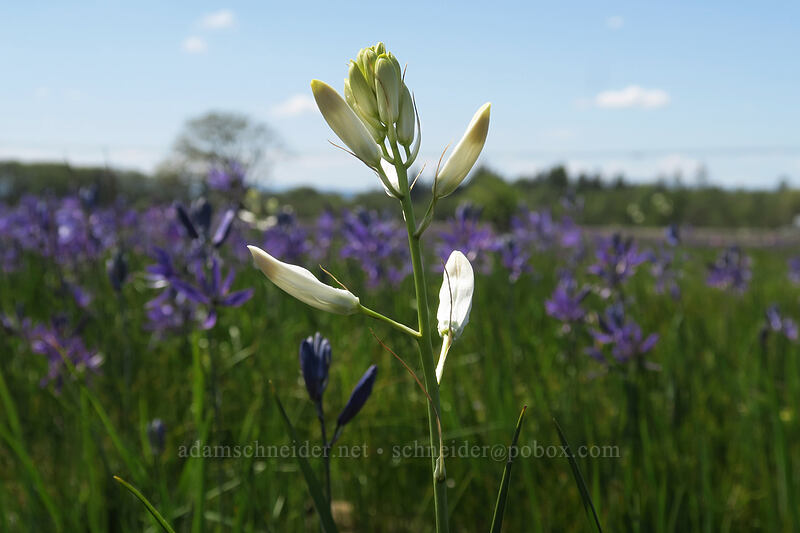white camas (Camassia quamash) [Kingston Prairie Preserve, Linn County, Oregon]