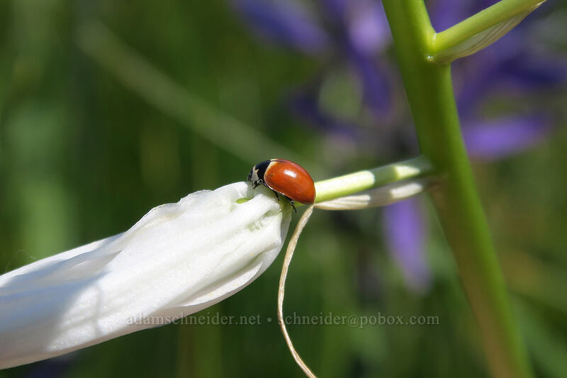 bandless three-banded ladybug on white camas (Coccinella trifasciata subversa, Camassia quamash) [Kingston Prairie Preserve, Linn County, Oregon]