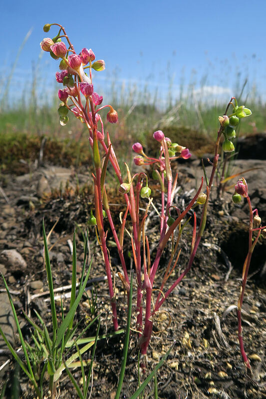 line-leaf montia (Montia linearis (Claytonia linearis)) [Kingston Prairie Preserve, Linn County, Oregon]