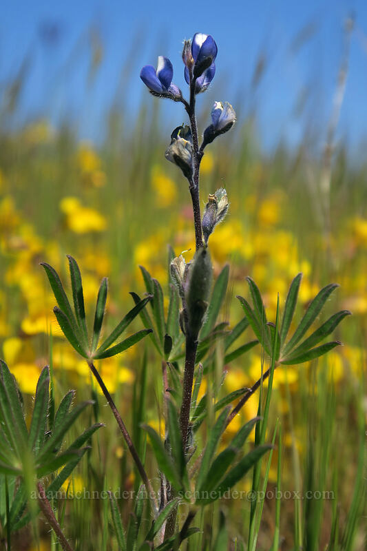 small-flowered lupine & monkeyflower (Lupinus micranthus (Lupinus polycarpus), Erythranthe guttata (Mimulus guttatus)) [Kingston Prairie Preserve, Linn County, Oregon]