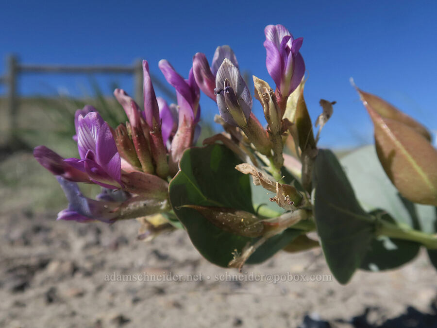 milkweed milk-vetch (Astragalus asclepiadoides) [U.S. Highway 6, Carbon County, Utah]