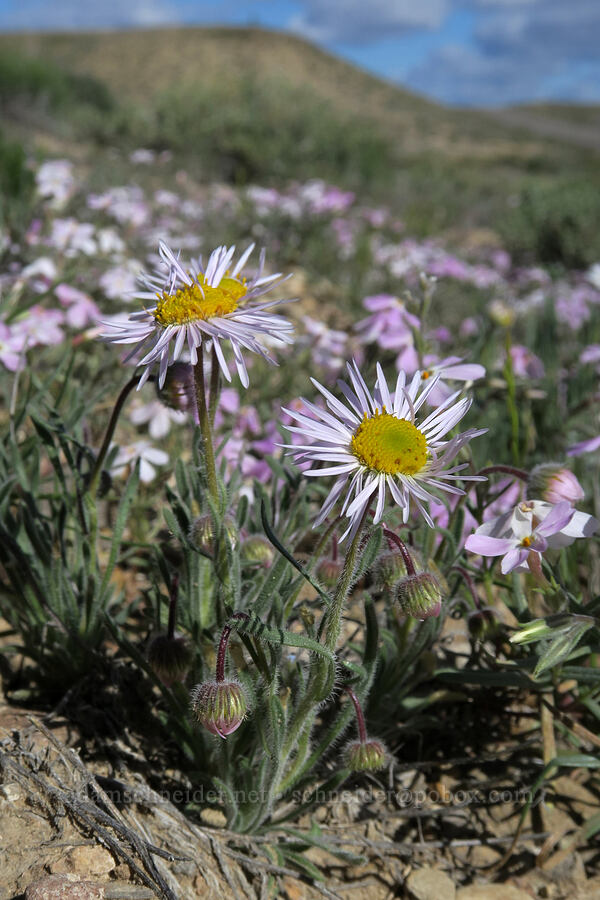 tidy fleabane (hairy daisy) (Erigeron concinnus (Erigeron pumilus var. concinnus)) [U.S. Highway 6, Carbon County, Utah]