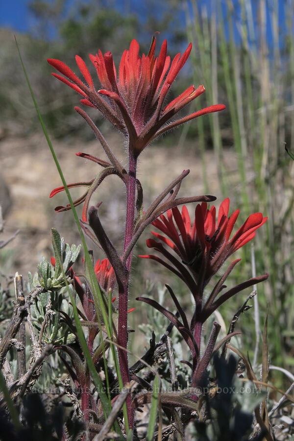 desert paintbrush (Castilleja chromosa (Castilleja angustifolia)) [U.S. Highway 6, Carbon County, Utah]
