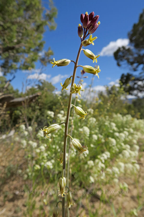 long-beaked twistflower (Streptanthella longirostris) [Horse Canyon Rest Area, Emery County, Utah]