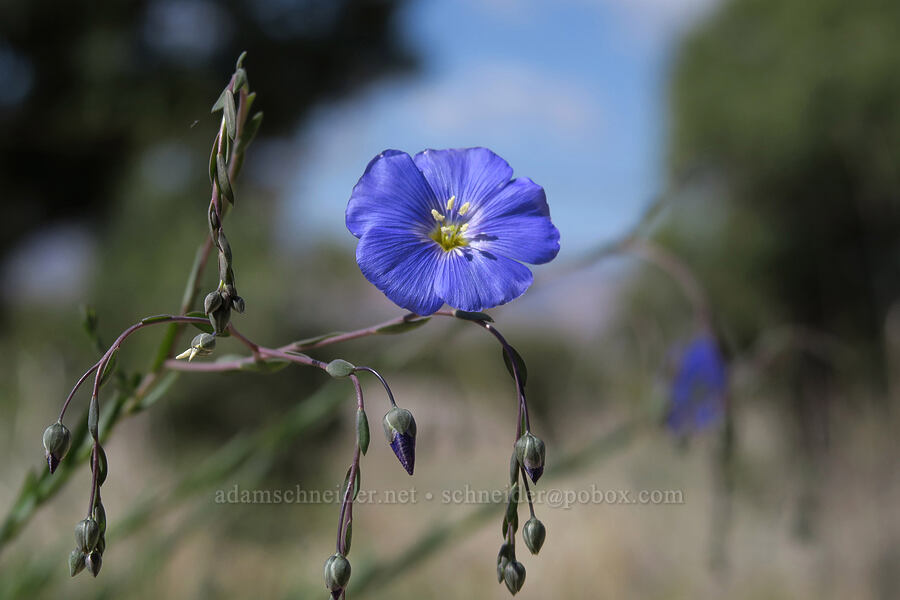 blue flax (Linum lewisii (Linum perenne var. lewisii)) [Horse Canyon Rest Area, Emery County, Utah]