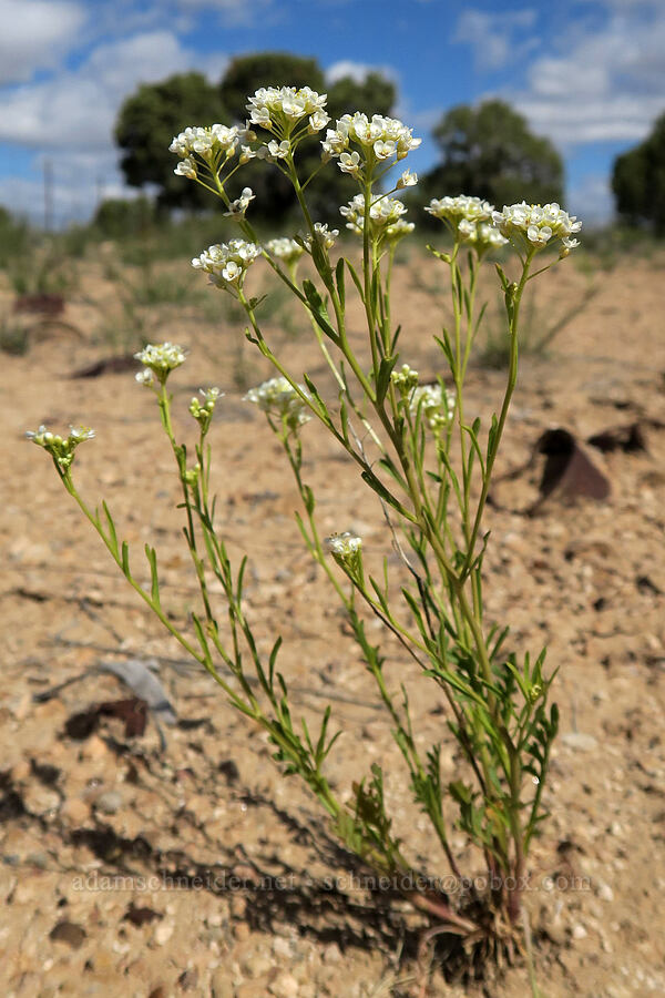 mesa pepperwort (Lepidium alyssoides) [Horse Canyon Rest Area, Emery County, Utah]