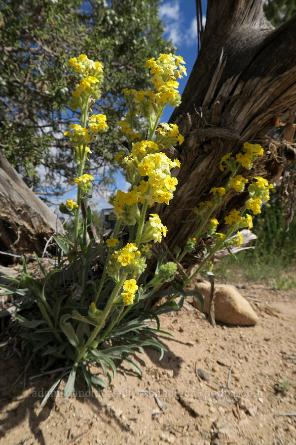 yellow cryptantha (Oreocarya flava (Cryptantha flava)) [Horse Canyon Rest Area, Emery County, Utah]