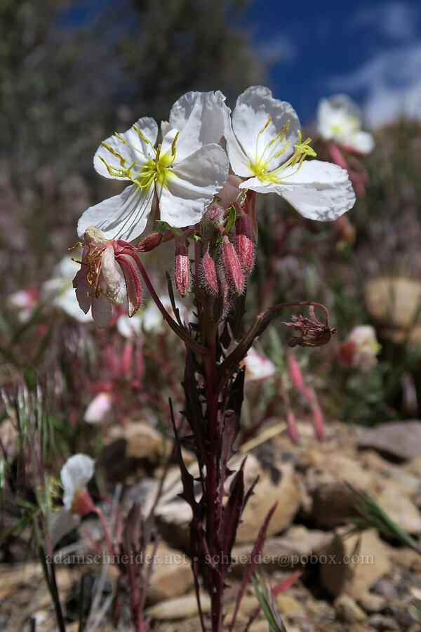 pale evening-primrose (Oenothera pallida) [Horse Canyon Rest Area, Emery County, Utah]