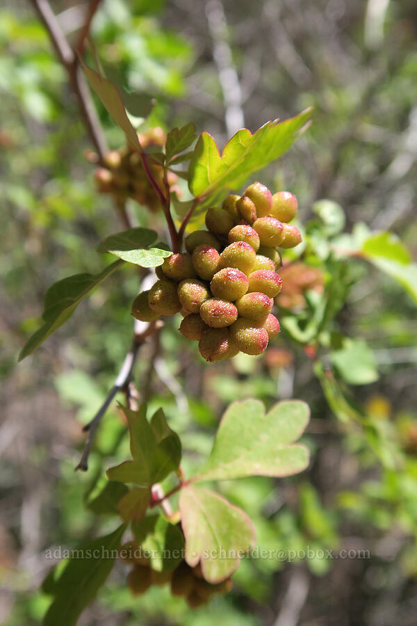 skunk-bush sumac berries (Rhus trilobata (Rhus aromatica var. trilobata)) [Negro Bill Canyon, Grand County, Utah]
