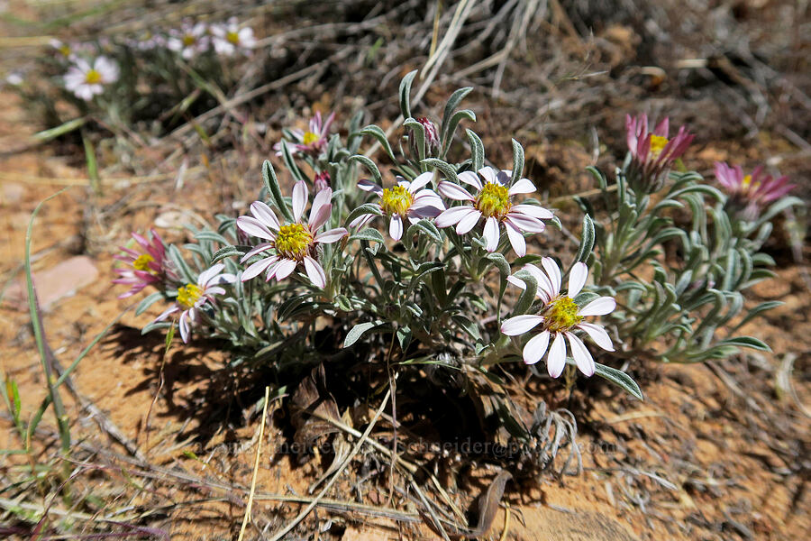 hoary Townsend daisy (Townsendia incana) [Negro Bill Canyon, Grand County, Utah]
