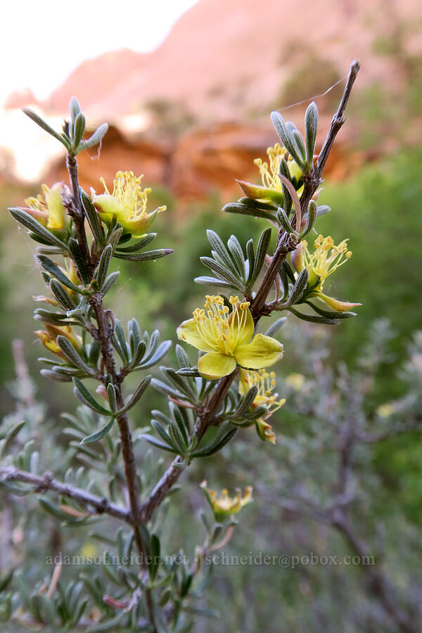 blackbrush (Coleogyne ramosissima) [Negro Bill Canyon, Grand County, Utah]
