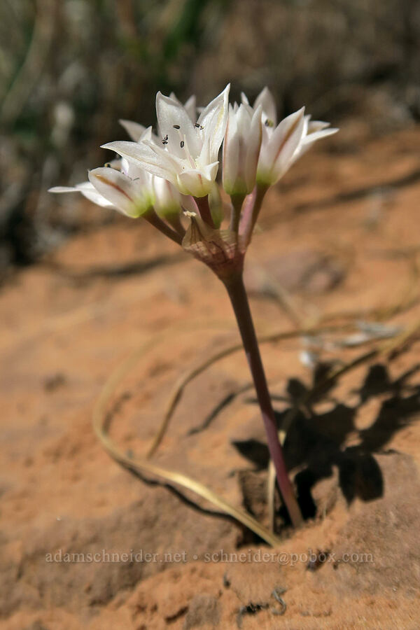 large-petaled onion (Allium macropetalum) [Negro Bill Canyon, Grand County, Utah]
