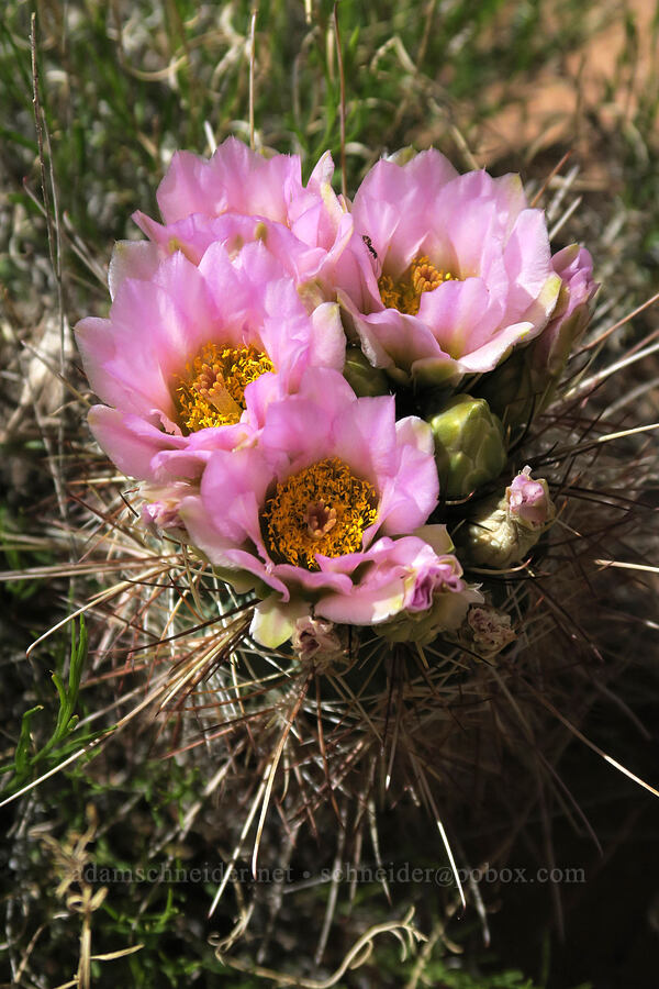 Whipple's fishhook cactus (Sclerocactus whipplei) [Negro Bill Canyon, Grand County, Utah]