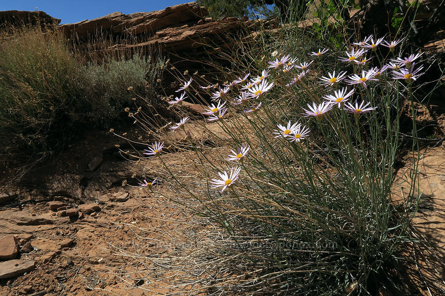 Utah daisies (Erigeron utahensis) [Negro Bill Canyon, Grand County, Utah]