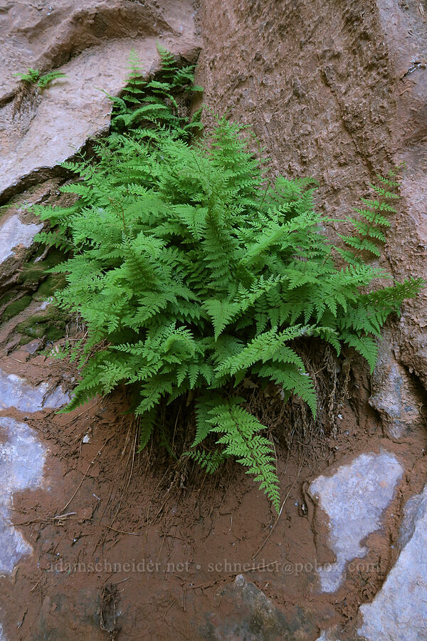 Oregon cliff fern (Woodsia oregana) [Negro Bill Canyon, Grand County, Utah]