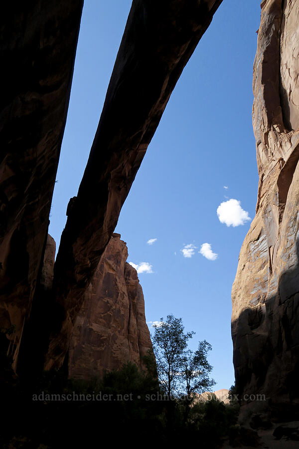 Morning Glory Arch [Negro Bill Canyon, Grand County, Utah]