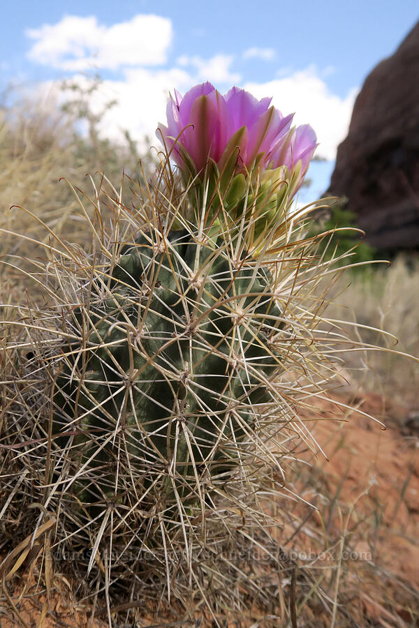 small-flower fishhook cactus (Sclerocactus parviflorus) [Negro Bill Canyon, Grand County, Utah]