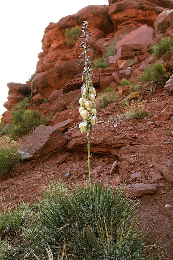 yucca, flowering (Yucca sp.) [Fisher Towers Trail, Grand County, Utah]