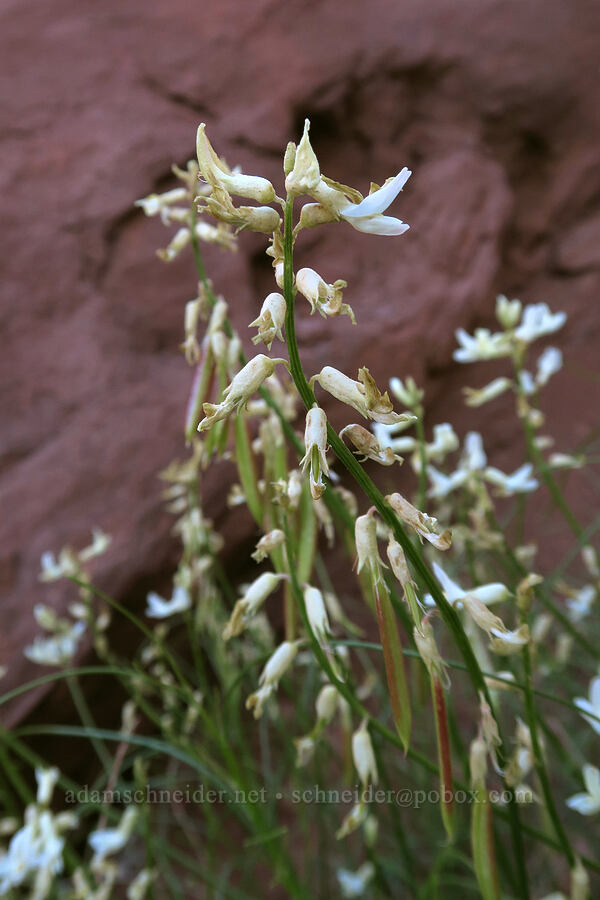 long-pod milk-vetch (Astragalus lonchocarpus) [Fisher Towers Trail, Grand County, Utah]