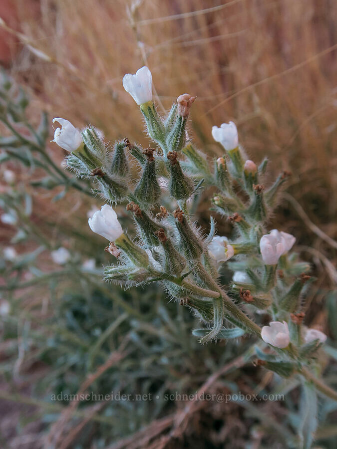 cryptantha (Cryptantha sp.) [Fisher Towers Trail, Grand County, Utah]