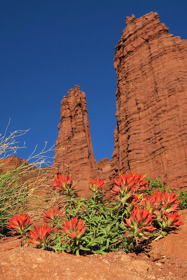 rough paintbrush, Echo Tower, & Cottontail Tower (Castilleja scabrida) [Fisher Towers Trail, Grand County, Utah]