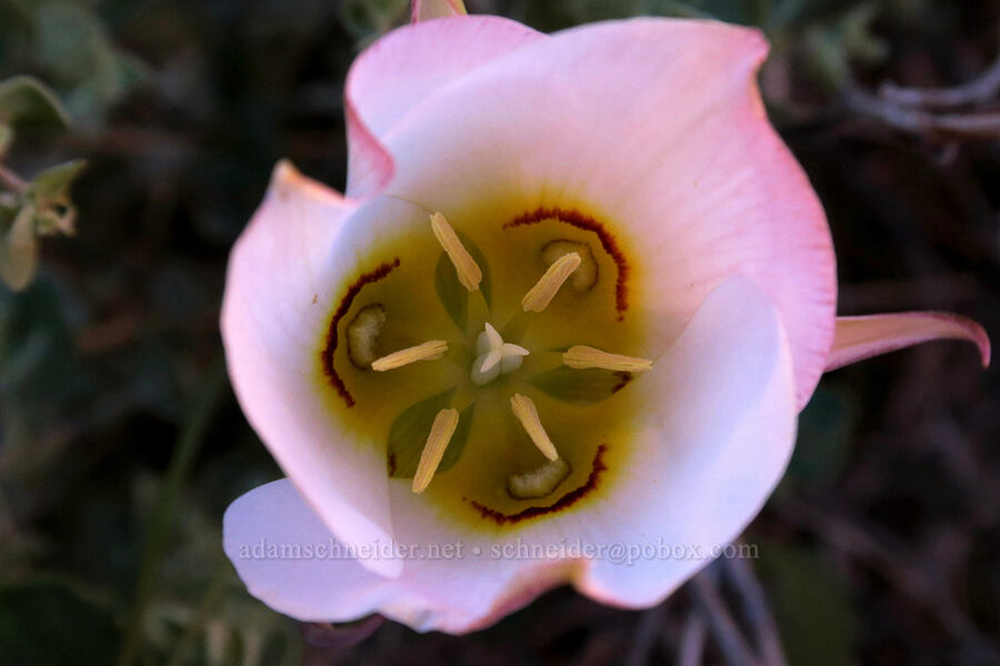 sego lily (Calochortus nuttallii) [Fisher Towers Trail, Grand County, Utah]
