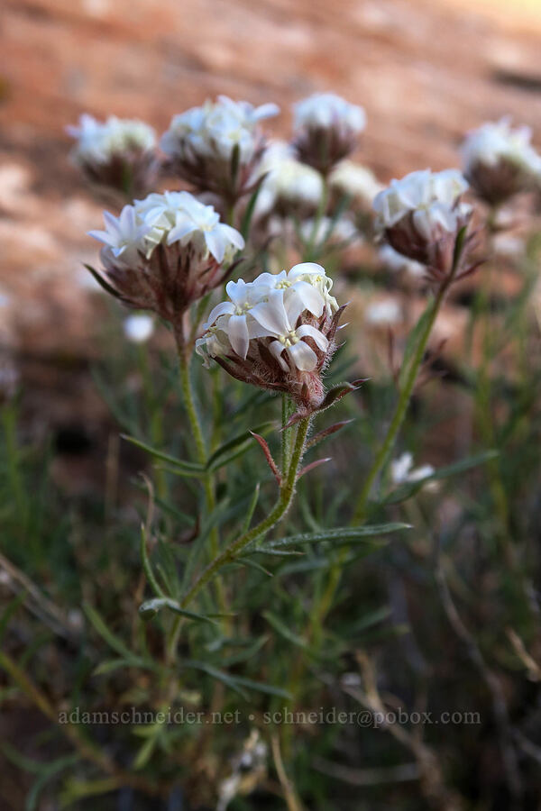 rosy sky-rocket (Ipomopsis roseata) [Funnel Arch Trail, Moab, Grand County, Utah]