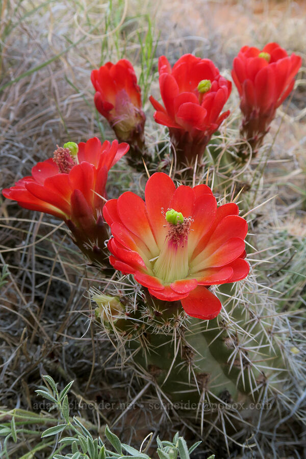 Mojave king-cup cactus (Echinocereus triglochidiatus ssp. mojavensis) [Funnel Arch Trail, Moab, Grand County, Utah]