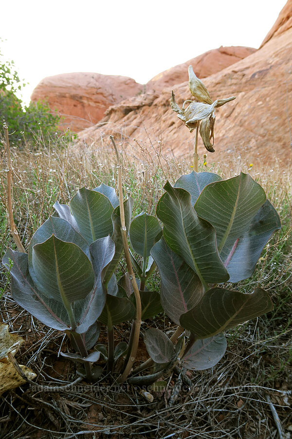 broad-leaf milkweed (Asclepias latifolia) [Funnel Arch Trail, Moab, Grand County, Utah]