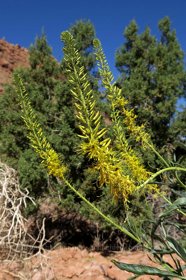 desert prince's-plume (Stanleya pinnata) [Hidden Valley Trail, Moab, Grand County, Utah]
