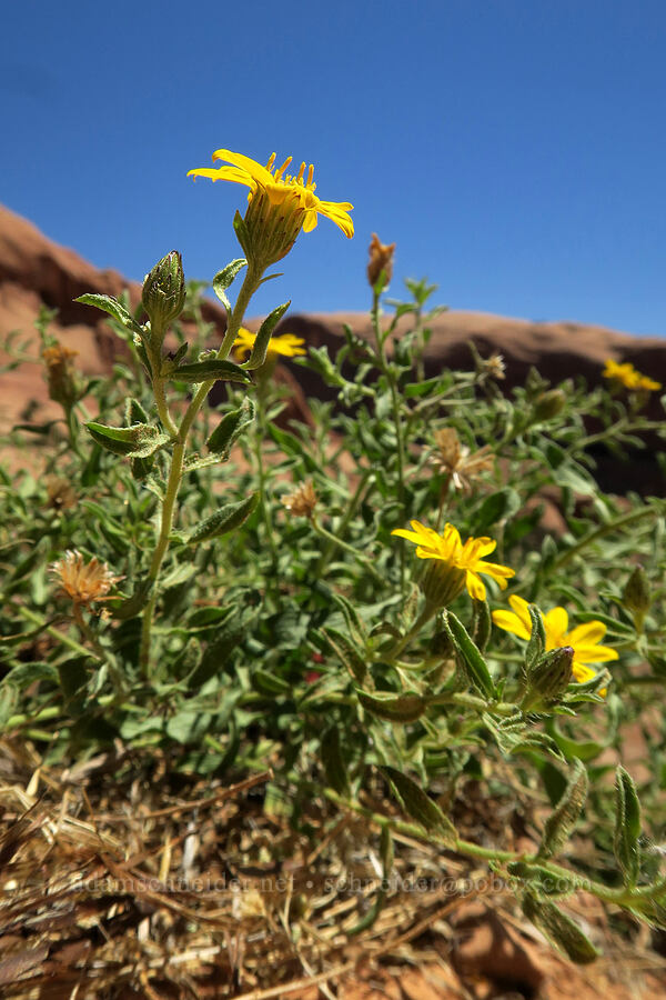 rough hairy golden-aster (Heterotheca polothrix (Heterotheca villosa)) [Corona Arch Trail, Moab, Grand County, Utah]