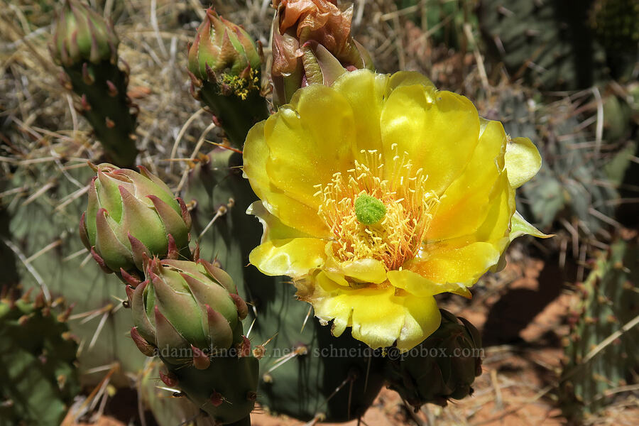 desert prickly-pear cactus (Opuntia phaeacantha) [Corona Arch Trail, Moab, Grand County, Utah]
