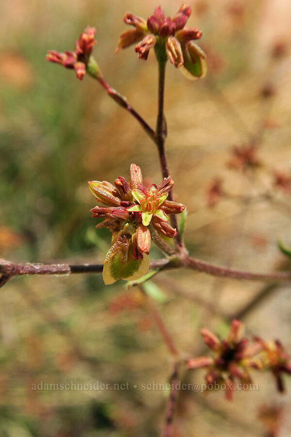 winged buckwheat (Eriogonum alatum) [Corona Arch Trail, Moab, Grand County, Utah]