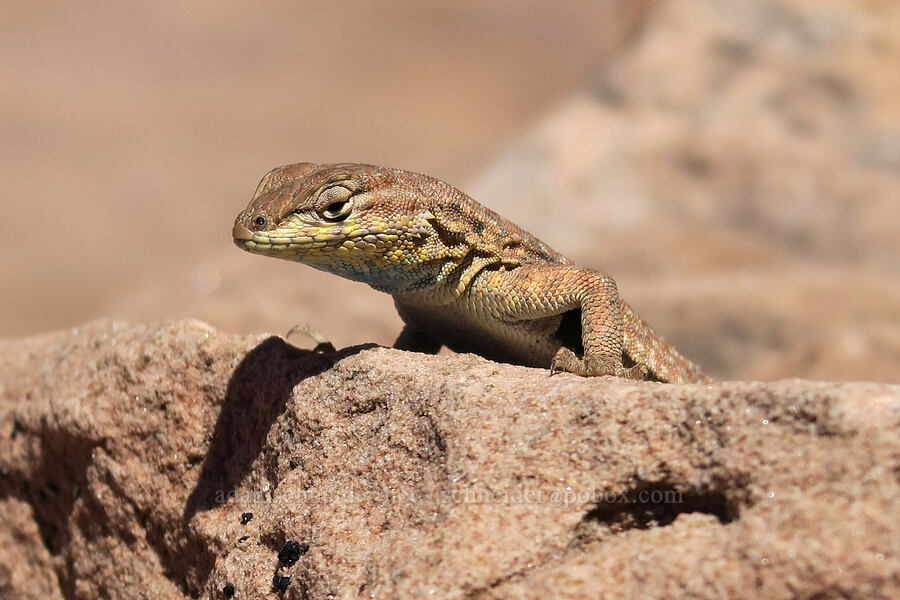 common side-blotched lizard (Uta stansburiana) [Corona Arch Trail, Moab, Grand County, Utah]