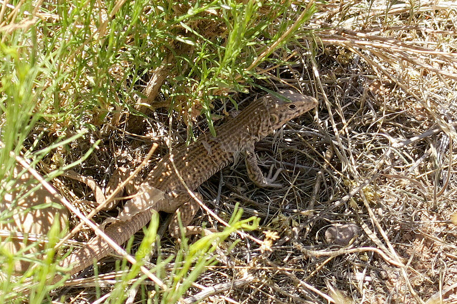 western whiptail lizard (Aspidoscelis tigris (Cnemidophorus tigris)) [Corona Arch Trail, Moab, Grand County, Utah]