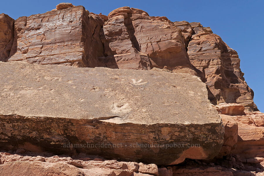 dinosaur tracks [Poison Spider Trail, Moab, Grand County, Utah]
