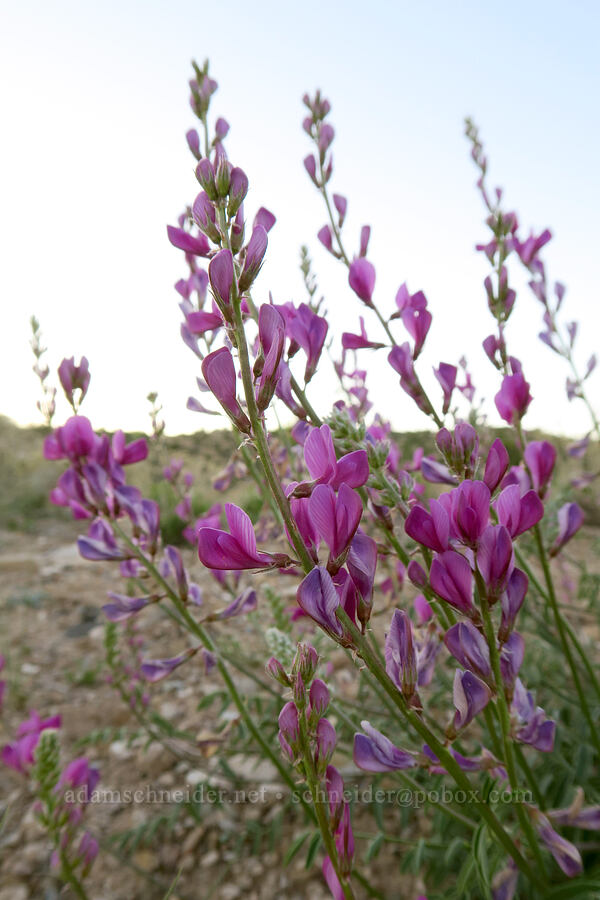 northern sweet-vetch (Hedysarum boreale) [Horse Canyon Road, Emery County, Utah]