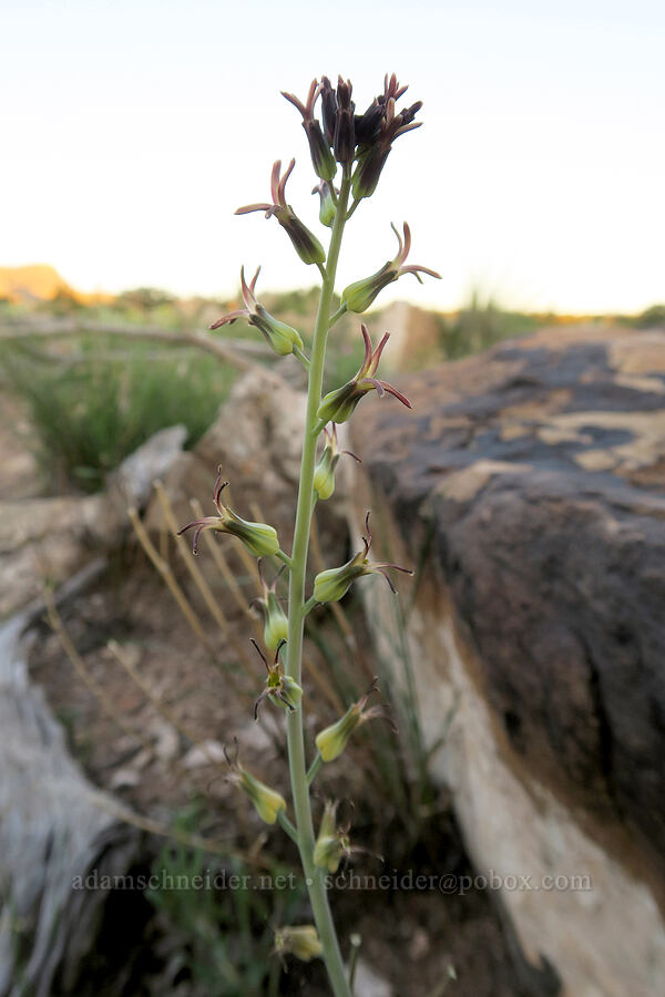 heart-leaf twistflower (Streptanthus cordatus) [Horse Canyon Road, Emery County, Utah]