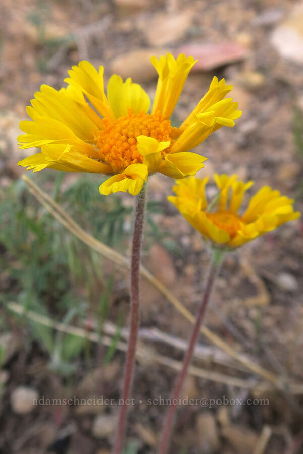 stemless yellow daisy (?) (Tetraneuris acaulis (Hymenoxys acaulis)) [Horse Canyon Road, Emery County, Utah]