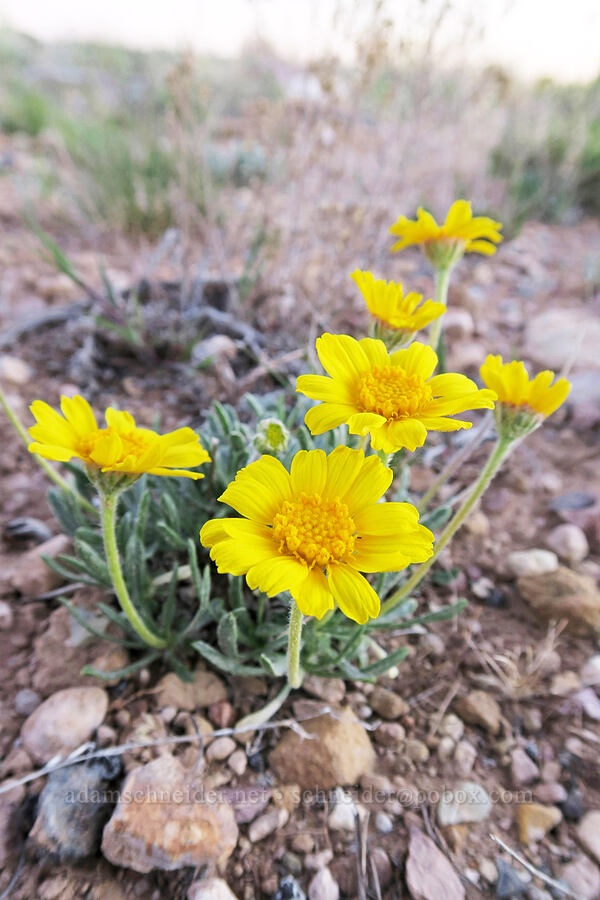stemless yellow daisy (Tetraneuris acaulis (Hymenoxys acaulis)) [Horse Canyon Road, Emery County, Utah]